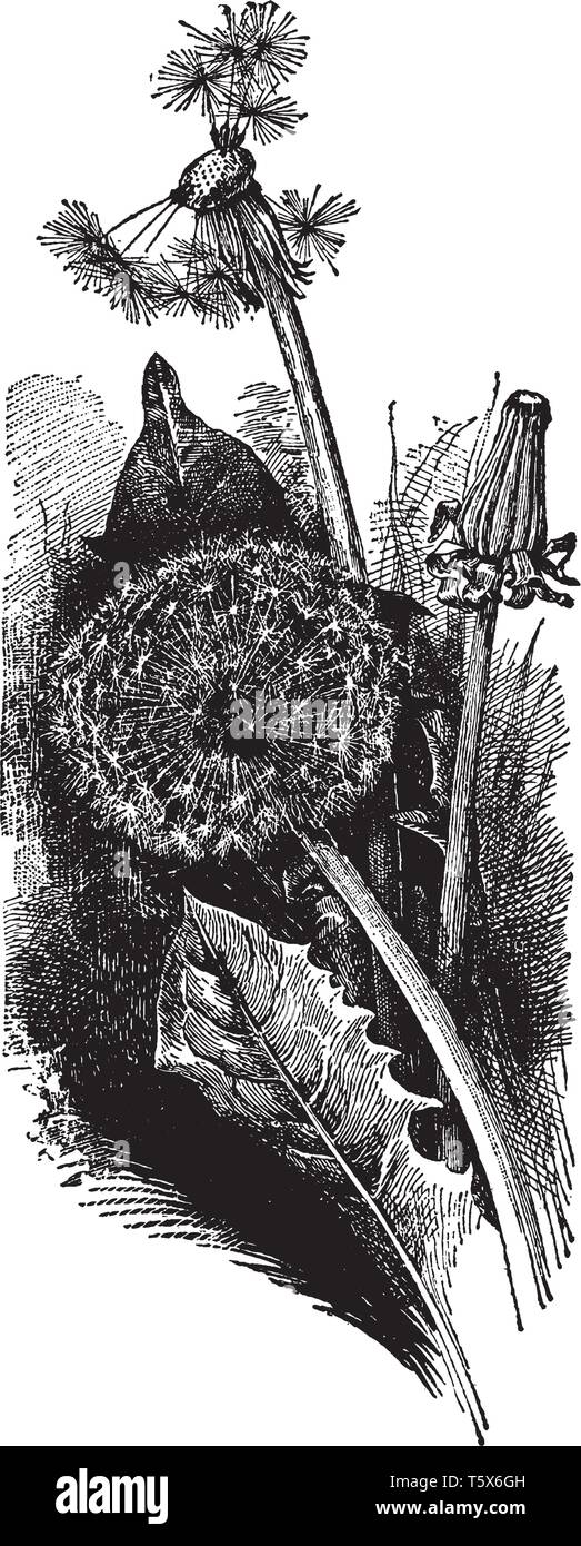 A picture is showing Dandelion, also known as Taraxacum. It belongs to