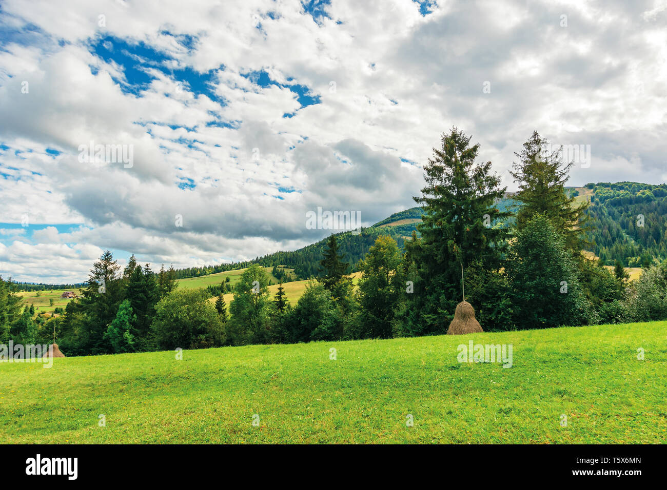 rural area in carpathian mountains. cloudy september weather. row of threes behid the green grassy meadow with haystacks. wonderful countryside scener Stock Photo
