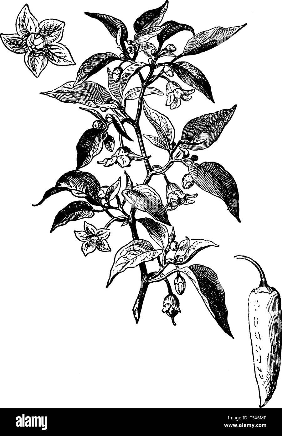 A tropical plant of the genus Capsicum bearing peppers. Peppers are the hollow fruit of this plant that is usually green when unripe and red or yellow Stock Vector