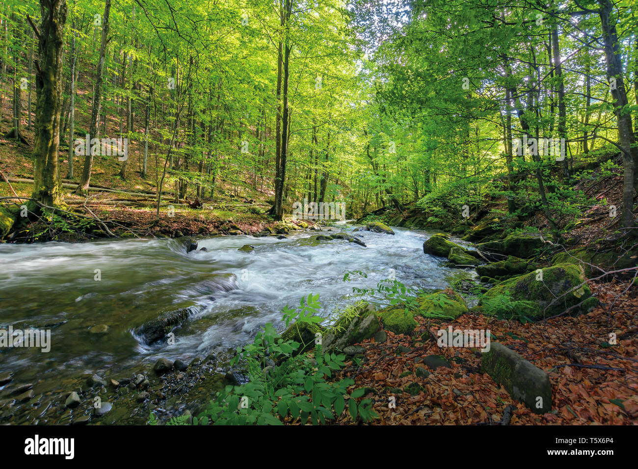 wild rapid river in the ancient beech forest. stones covered in moss ...