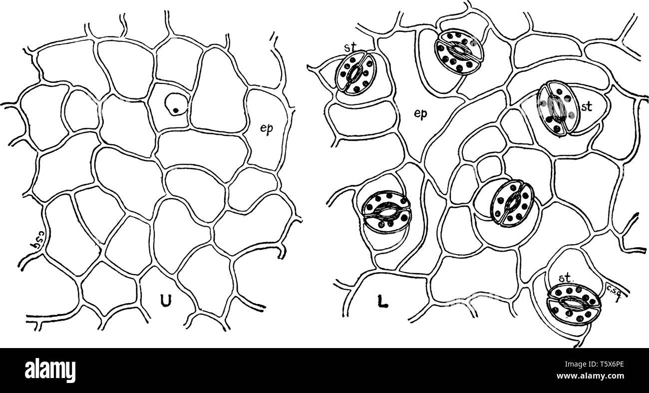 This is Leaf Epidermis and it contains opening stomate and Guard cells are  present. Inside the stomata T-piece at stomatal pole is present. At center  Stock Vector Image & Art - Alamy
