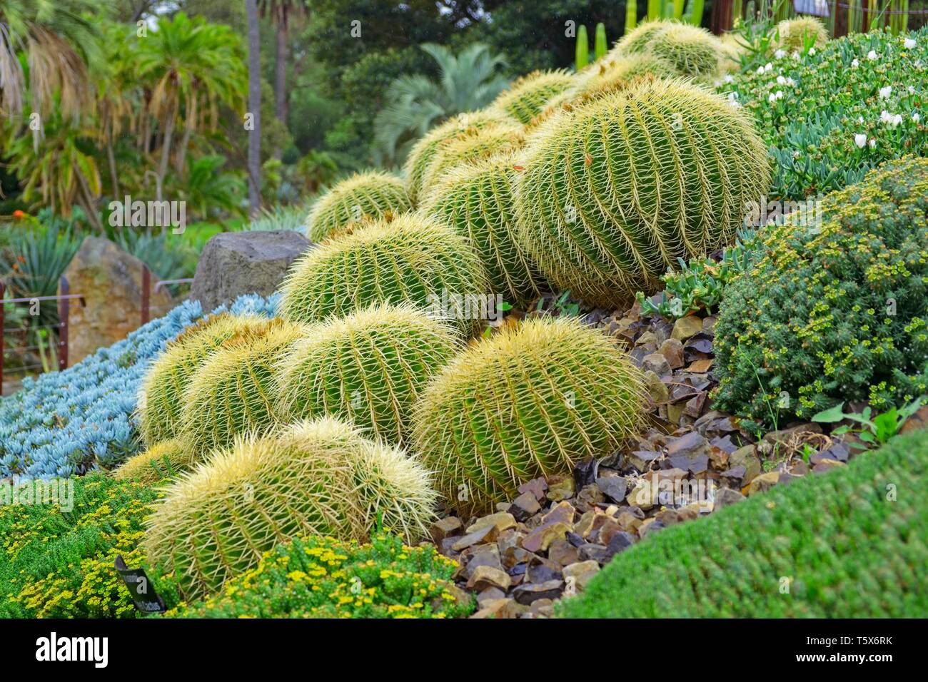 Golden barrel cactus in Melbourne Royal Botanic Gardens arid garden Stock Photo