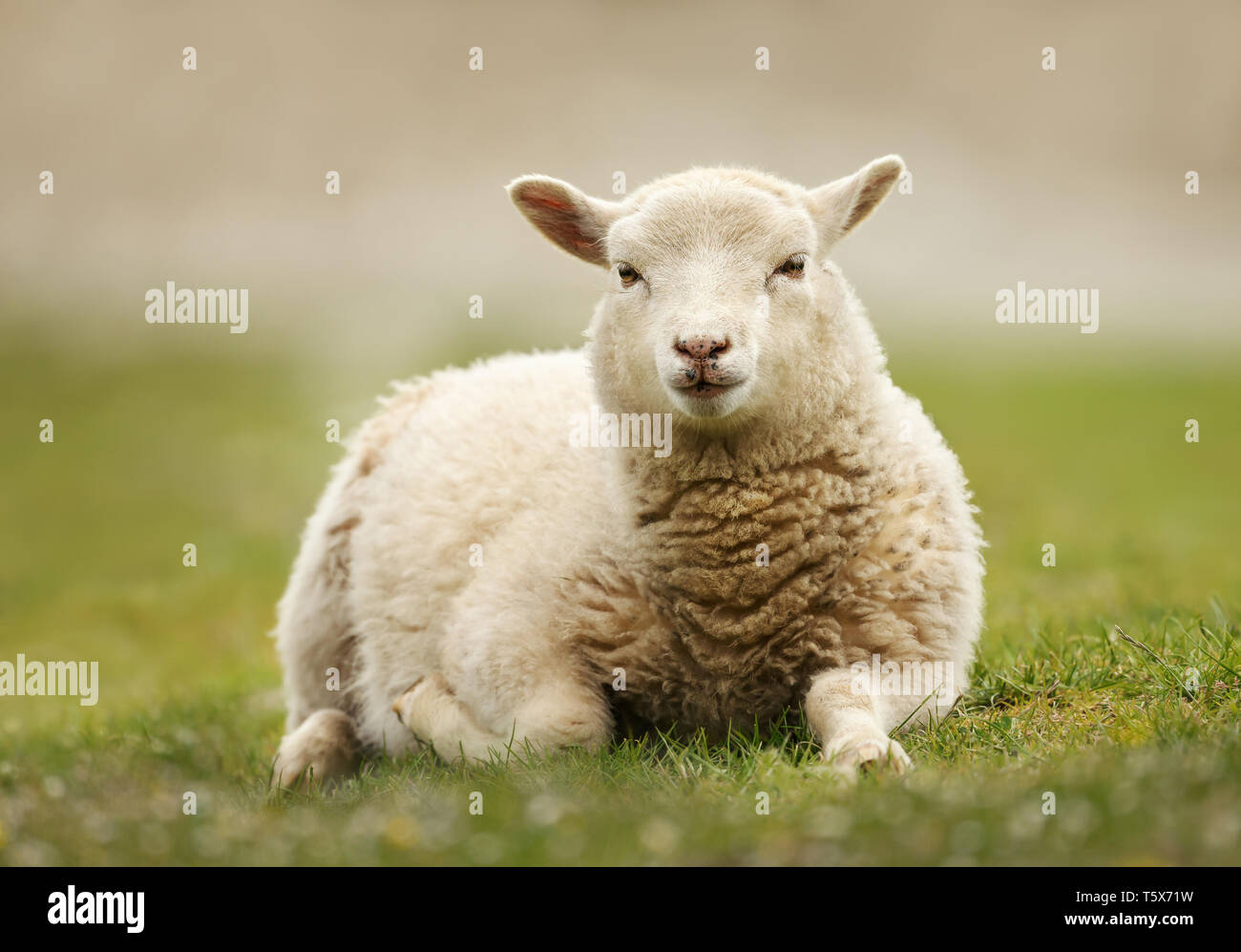 Close up of a Northern European short-tailed sheep laying on the grass, Scotland. Stock Photo
