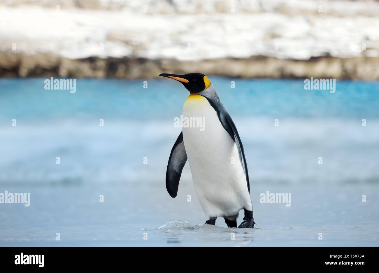 Close up of a King penguin coming ashore from blue ocean water. Stock Photo
