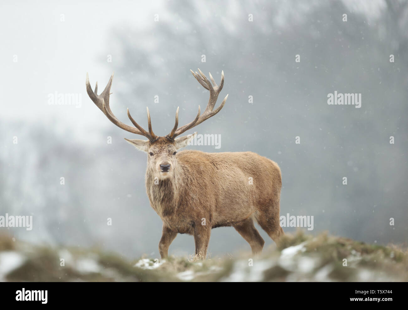 Close-up of a red deer stag in the falling snow, winter in UK. Stock Photo