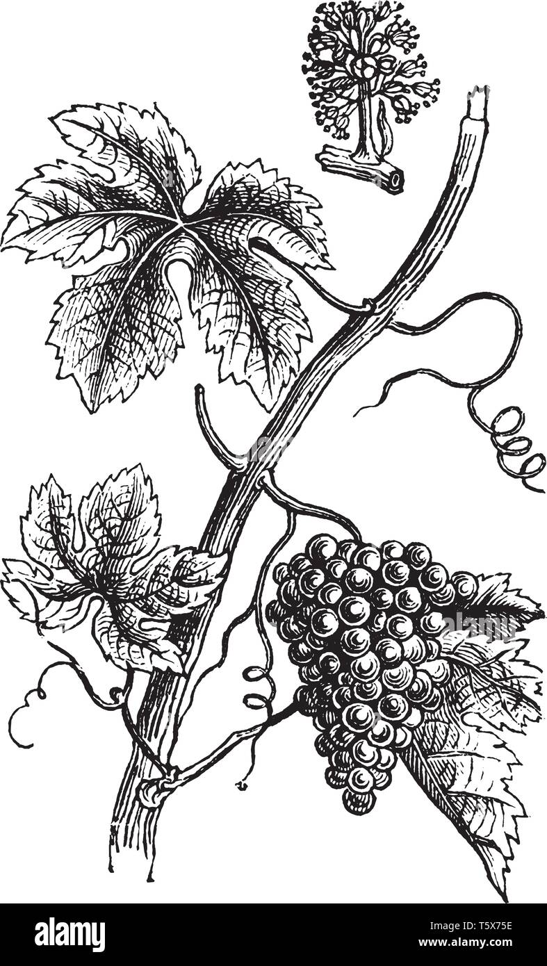Лоза винограда сбоку