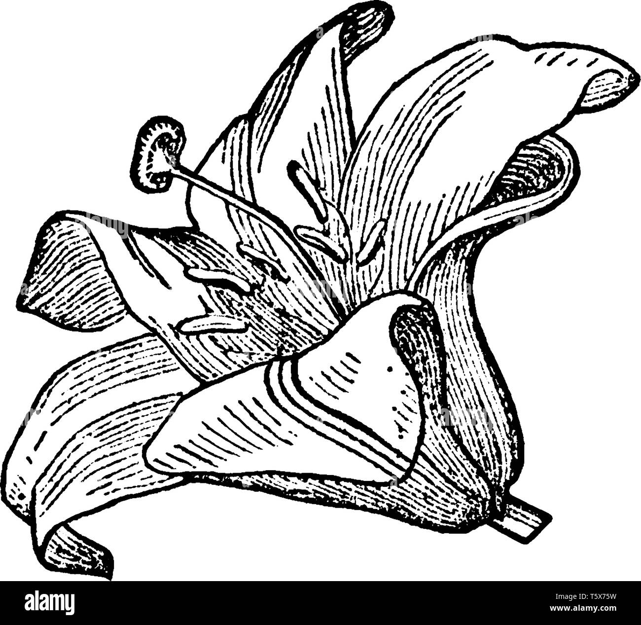 An image of a Liliaceous Corolla flower which is the inner circle of the parts of the flowers, composed of petals, vintage line drawing or engraving i Stock Vector