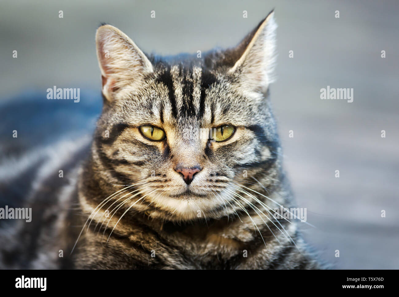 Close up of a tabby cat lying in the garden Stock Photo