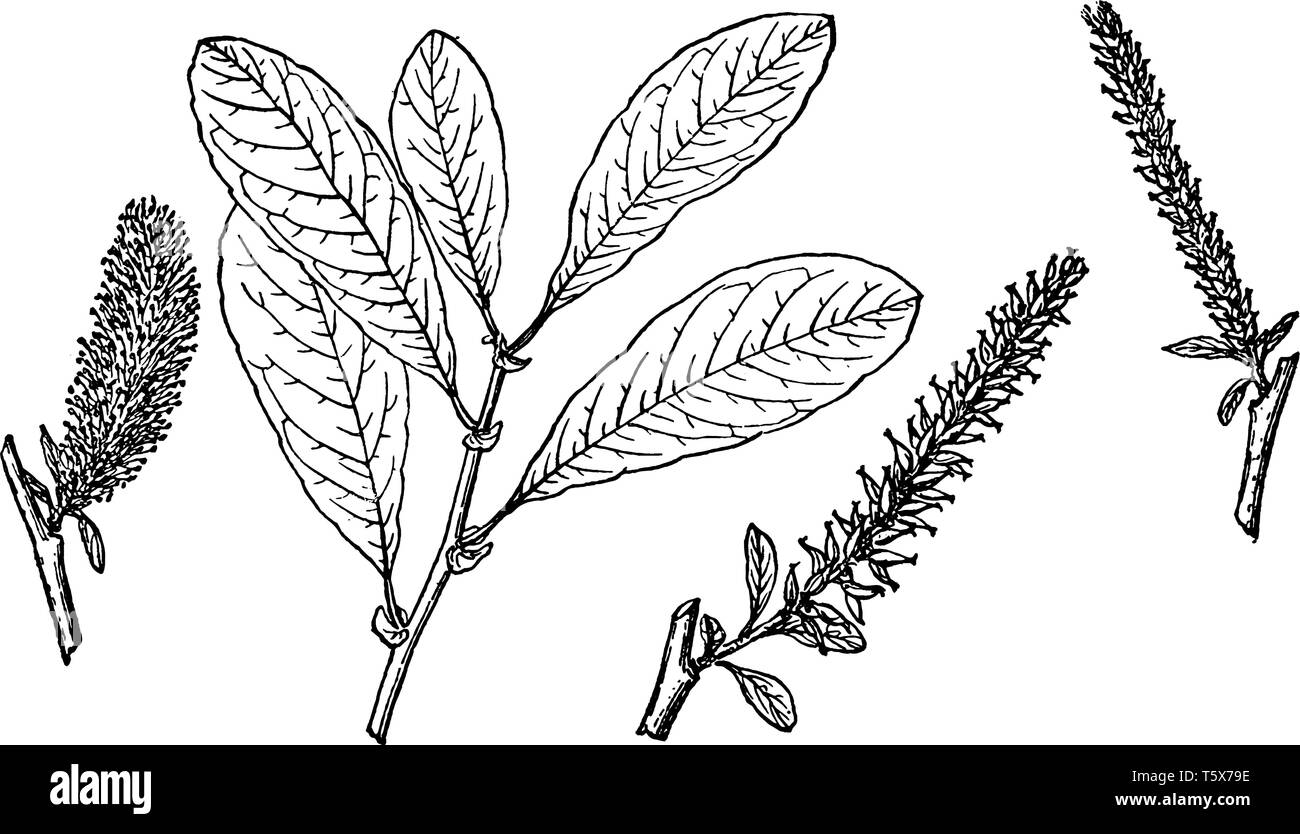 A picture showing the Branch of Sitka Willow which is also known as Salix sitchensis. It is native to northwestern North America, vintage line drawing Stock Vector