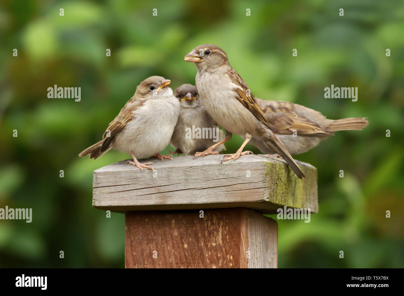 Portrait of a house sparrow (Passer domesticus) female feeding her chicks Stock Photo