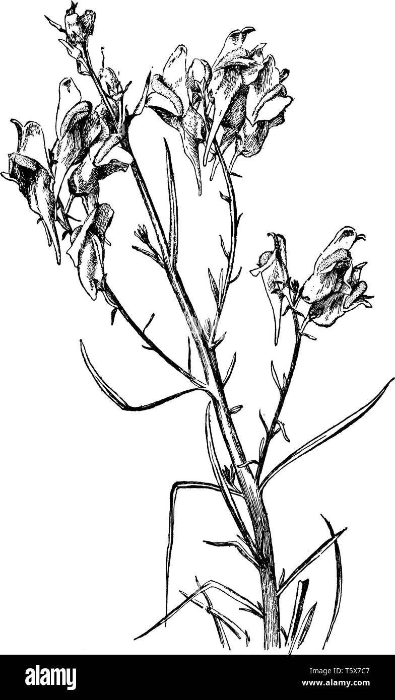 It is showing Blooming of Toad-flax which is known as Linaria vulgaris normal & some abnormal flowers without spurs, vintage line drawing or engraving Stock Vector