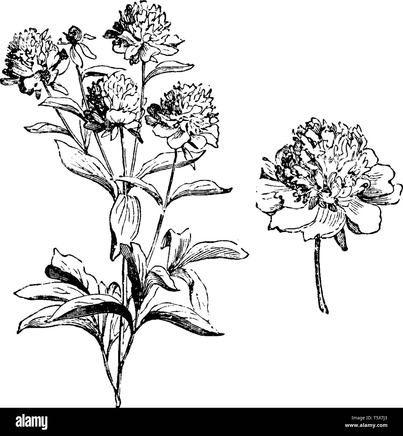 A picture, that's showing a Peaonia Albiflora flower. The leaves are 20-40 cm long. The flowers are broad and round, vintage line drawing or engraving Stock Vector