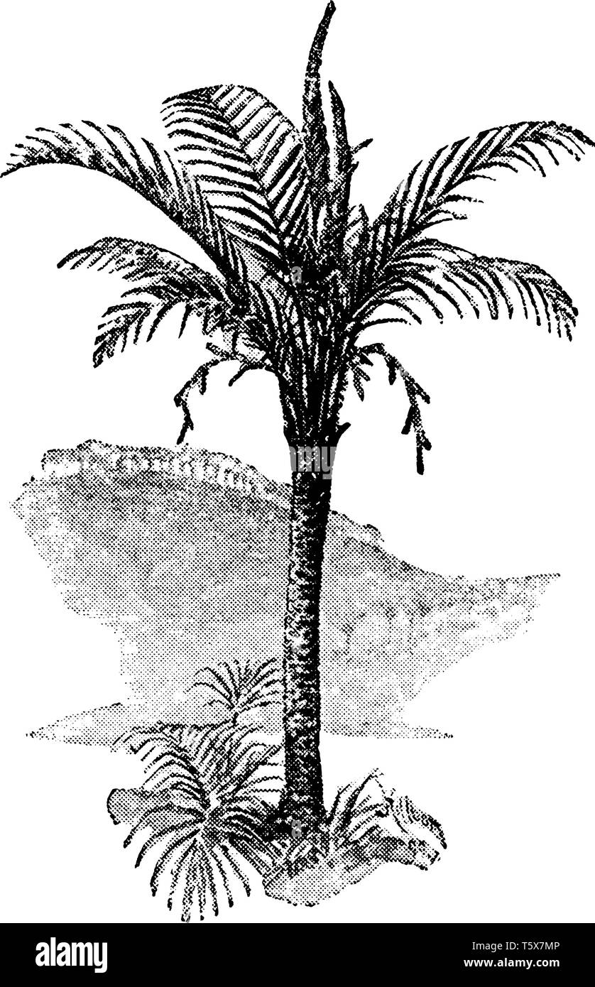 This picture is showing the Sago Palm (Metroxylon Sagu). It is a tree in the family tree of palms, vintage line drawing or engraving illustration. Stock Vector