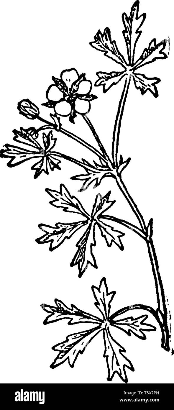A picture, that's showing a Silvery cinquefoil. This is from Rosaceae family, vintage line drawing or engraving illustration. Stock Vector