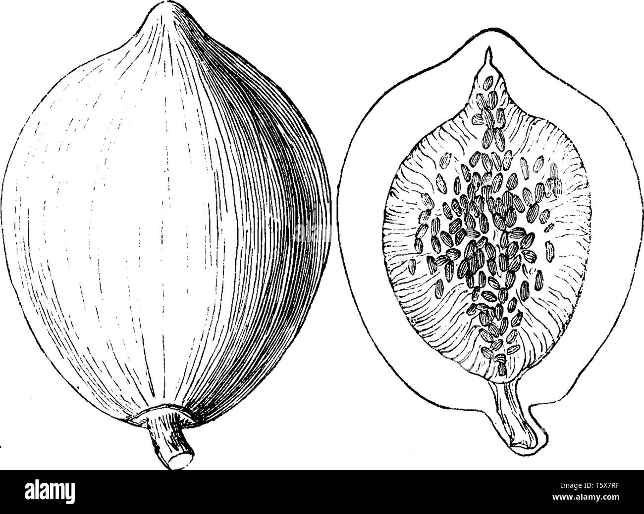 This is an image of fruit of Papaya. It is oval shape. There are many small seeds inside Papaya, vintage line drawing or engraving illustration. Stock Vector