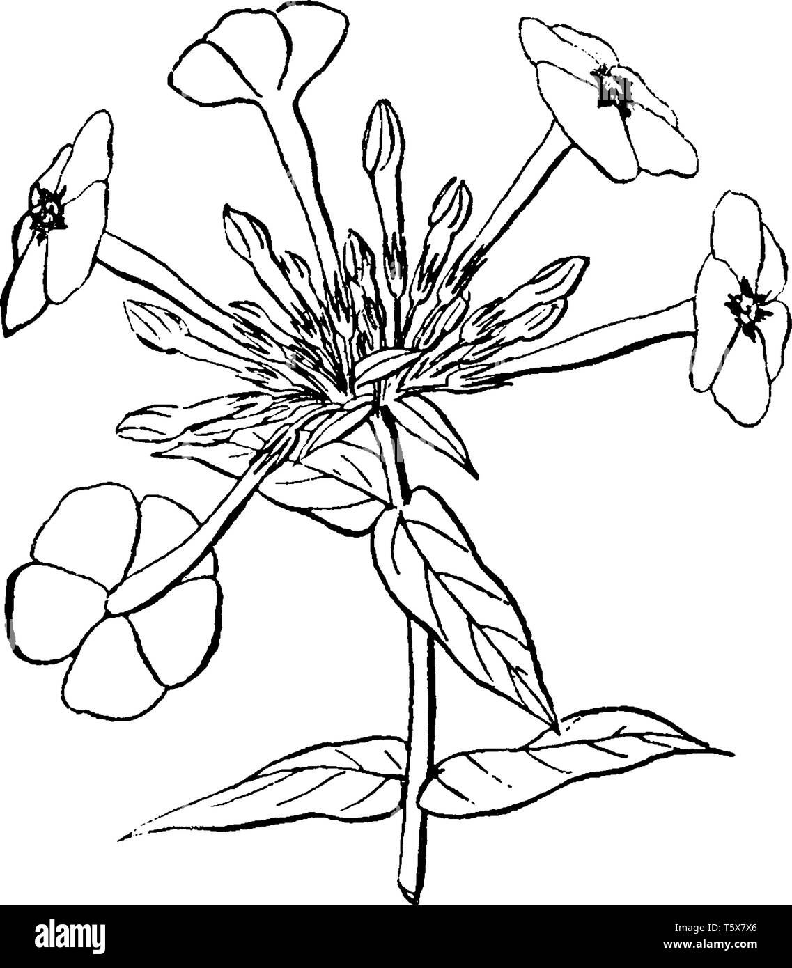 This picture is showing a flower of annual phlox their other names are Phlox drummondii and Drummond's phlox member of Polemoniaceae family mostly fou Stock Vector