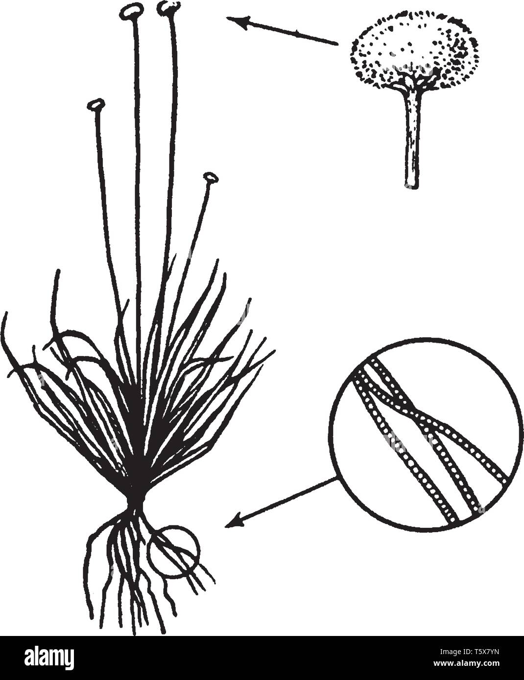 A picture, that's showing Eriocaulon, commonly known as Pipeworts. It belongs to Eriocaulaceae family. There are multiple filaments are present on whi Stock Vector