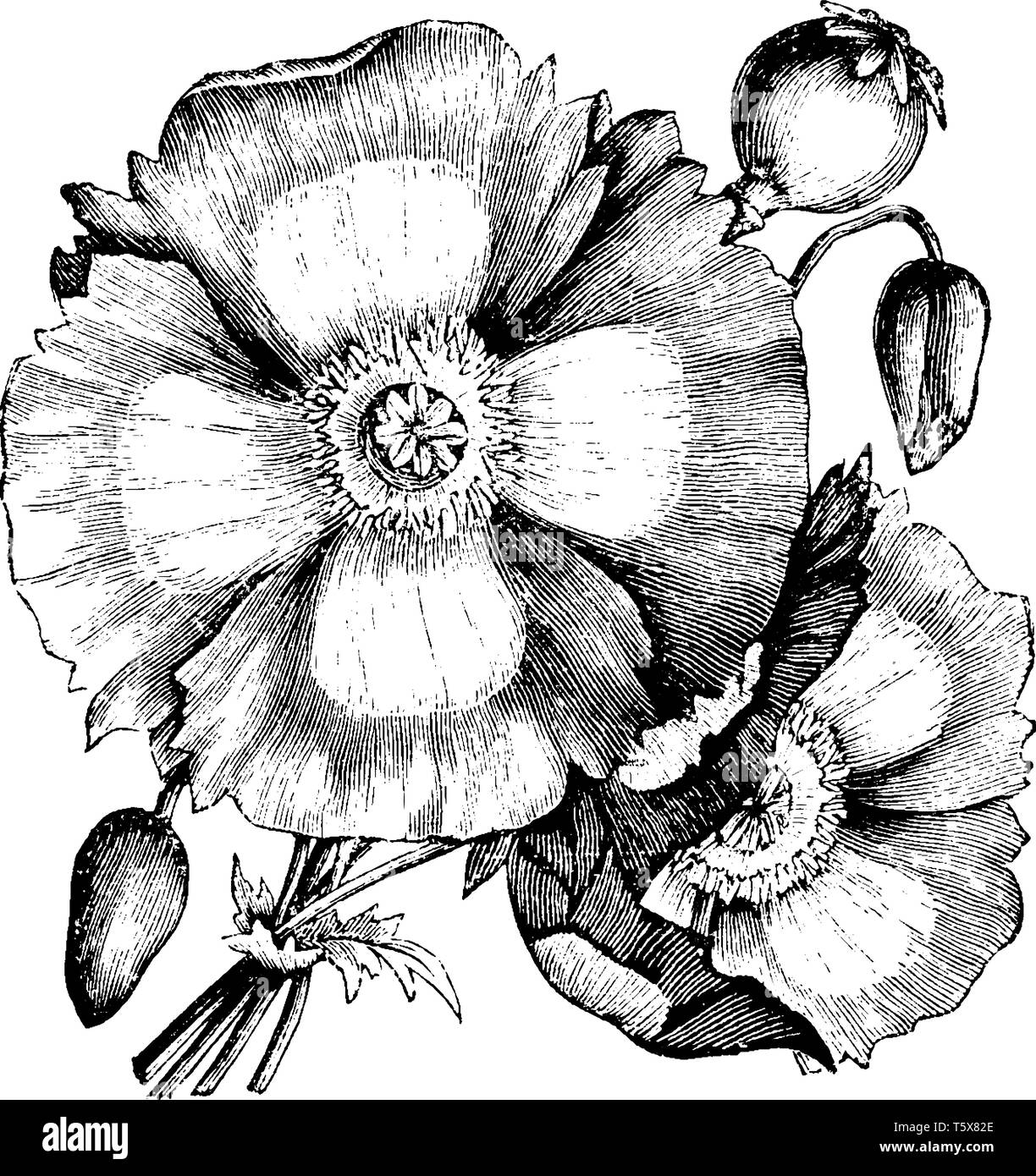 A picture showing a Papaver Danebrog flower. The flowers are red and white. The center parts of flower are white. Petals are thin and broad, vintage l Stock Vector