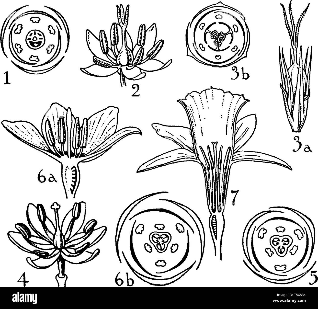 A picture is showing parts of pontederiaceae, juncaceae, liliaceae, and amaryllidaceae orders. These are include in flowers, vintage line drawing or e Stock Vector