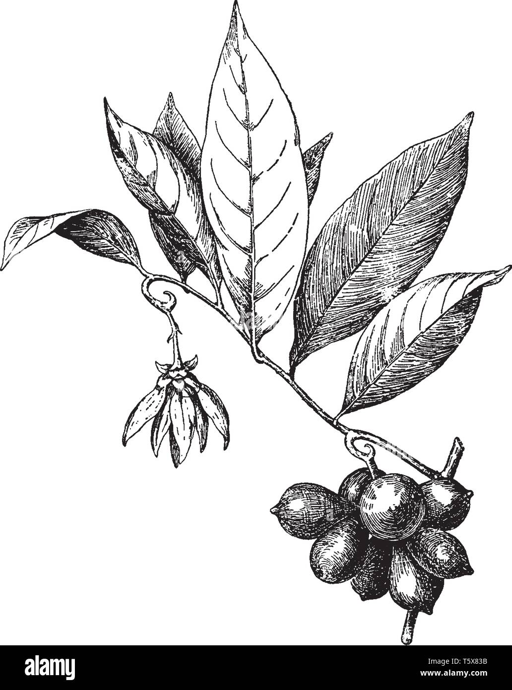 Alternate petals Stock Vector Images Alamy