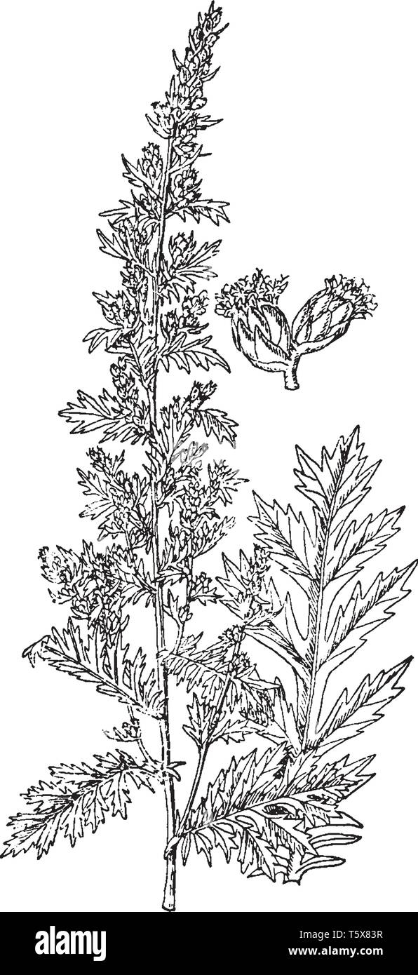 Artemisia Pontica is evergreen or deciduous plant. It is known as Roman wormwood, vintage line drawing or engraving illustration. Stock Vector