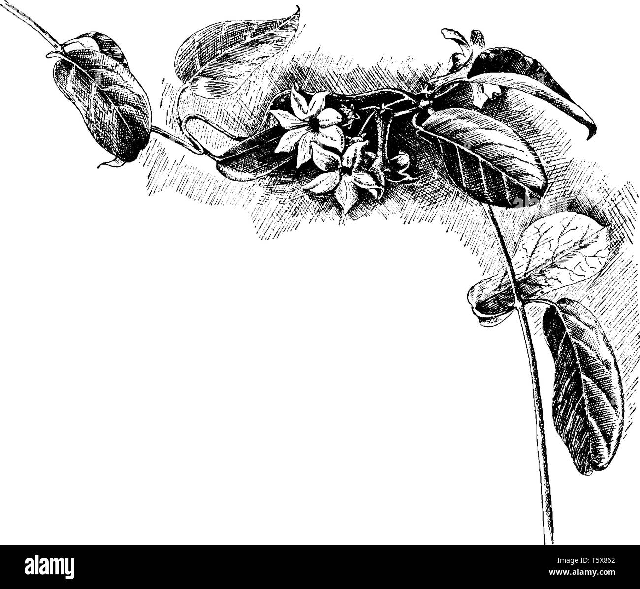 A picture is showing Stephanotis Floribunda, also known as madasgascar jasmine. It belongs to Apocynaceae family which native to the Madagascar. It ha Stock Vector
