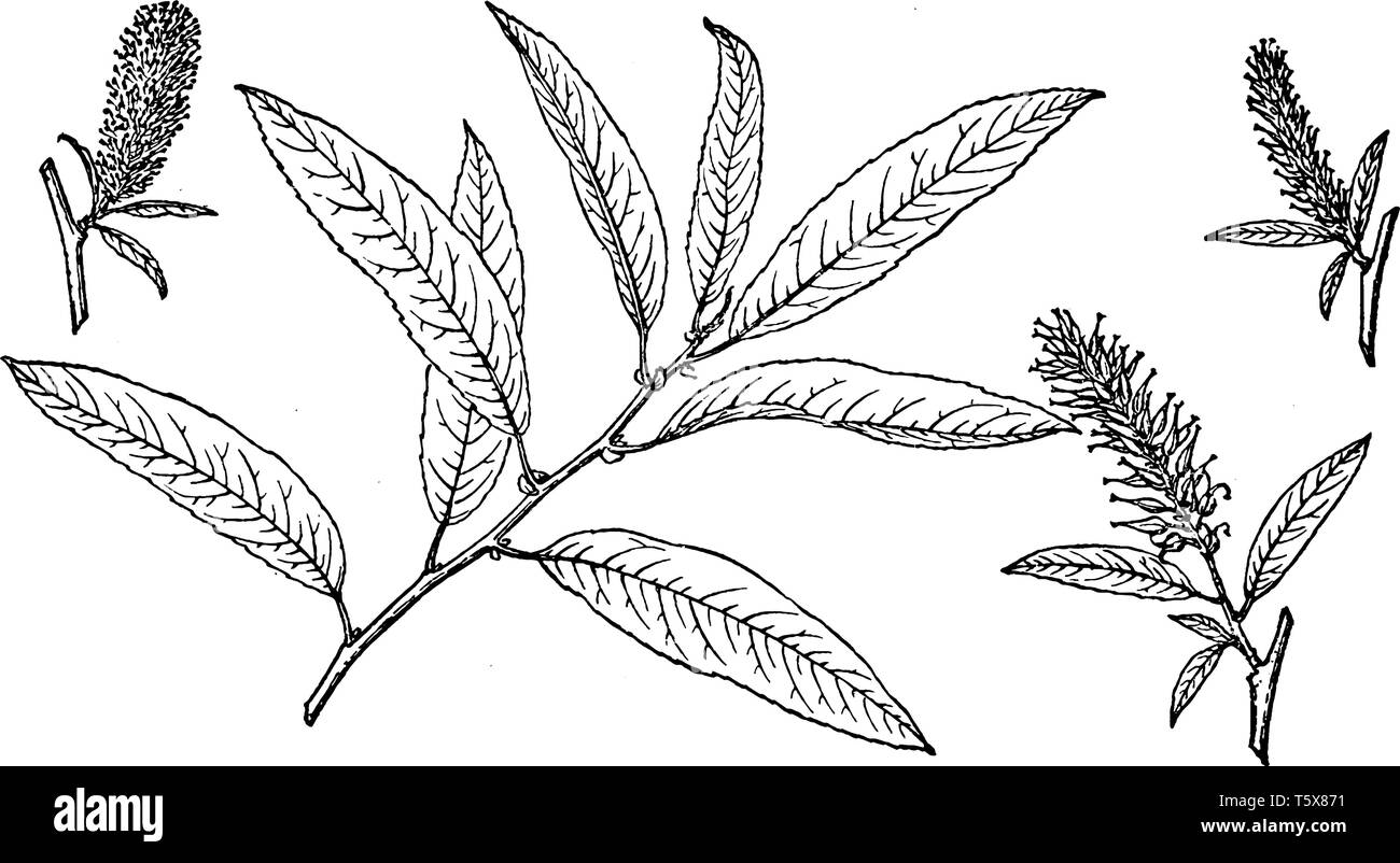Picture shows the branch of Sand Dune Willow. Some broader-leaved species are referred to as sallow. The leaves are simple, feather-veined, and typica Stock Vector