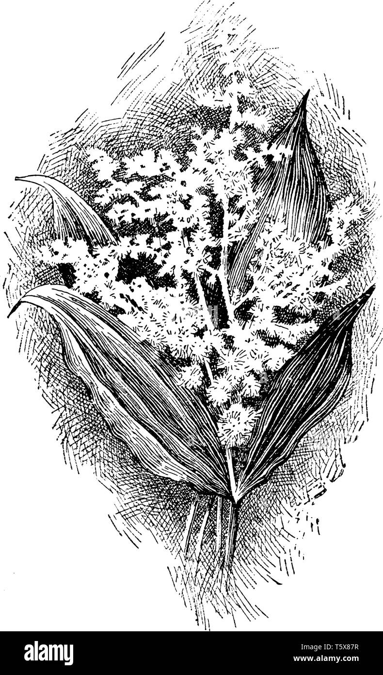 This picture is showing a smilacina racemosa. This plant is dense. The flowers are small and white color. The leaves are oval shaped thin and broad, v Stock Vector