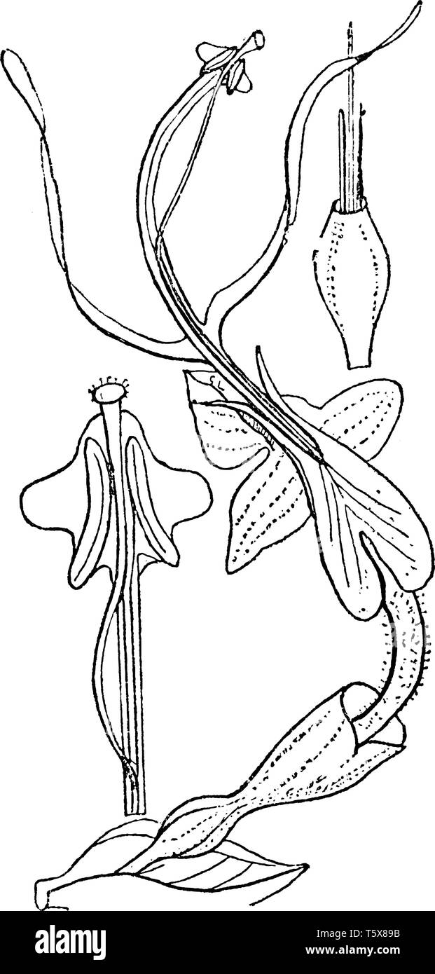 This image is from Dancing Girls Ginger Plant, in which has been told about its parts (1) Style, Stigma, and Ether, (2) Ovary, Style and abortive stam Stock Vector