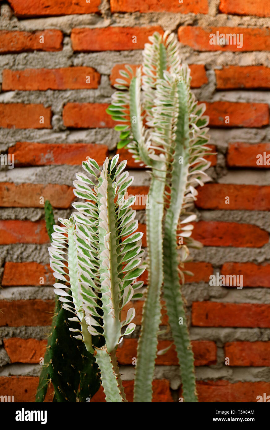 Vertical image of cactus plants against brick wall Stock Photo Alamy