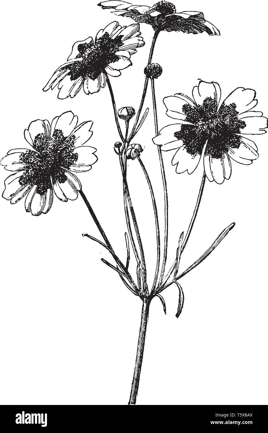 A picture is showing a branch and flower of Coreopsis Tinctoria also known as Tickseed which grows one to three feet tall, vintage line drawing or eng Stock Vector