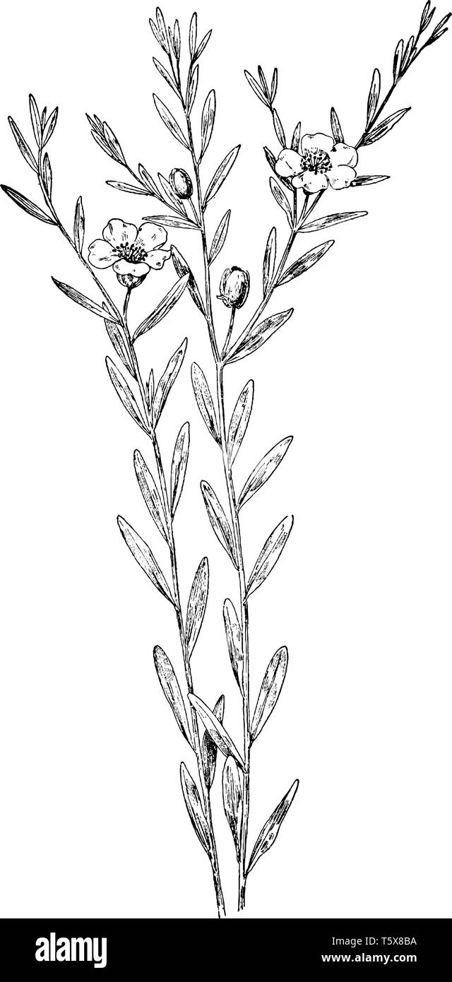 This pictures showing a frostweed plant. This is from rock-rose family. The leaves are small and oval shaped. The flower is small and petals are round Stock Vector
