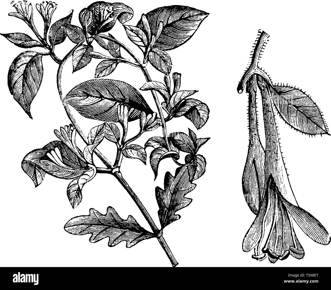 Honeysuckle Flower Line Drawing