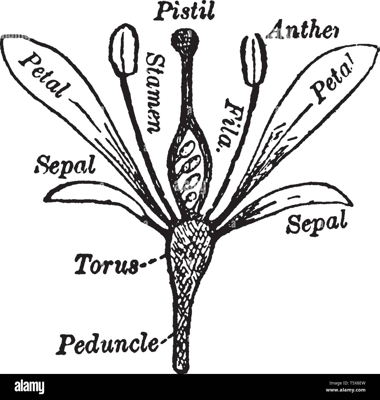 Picture show essential parts of flower plant. It start with peduncle & above this peduncle torus is present. Around this torus sepal is present, vinta Stock Vector