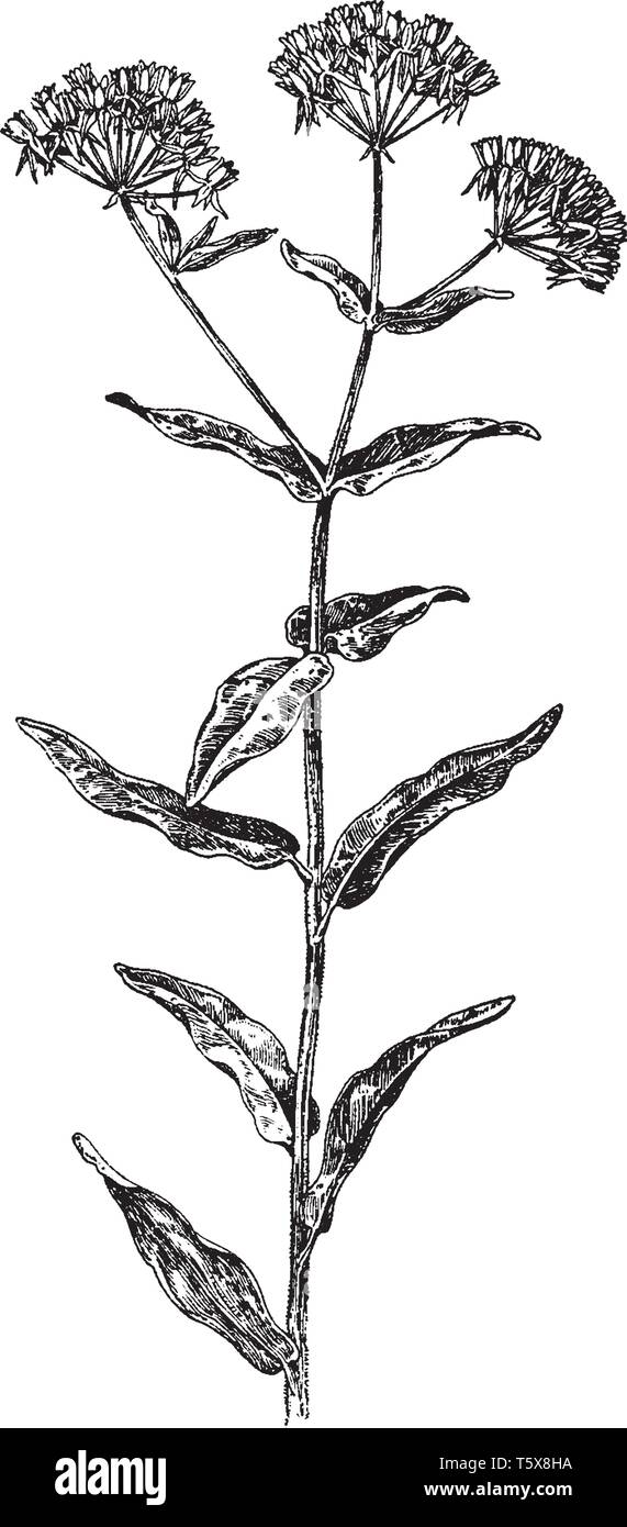 Asclepias tuberosa is known as butterfly weed. The plant grows two to three feet tall and the leaves are alternate, vintage line drawing or engraving  Stock Vector