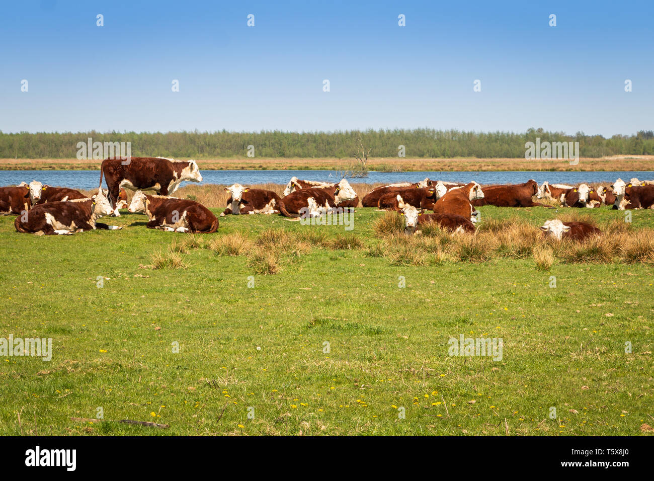 Red colored Holstein Frisian cows in the nature reserve Fochteloerveen Stock Photo