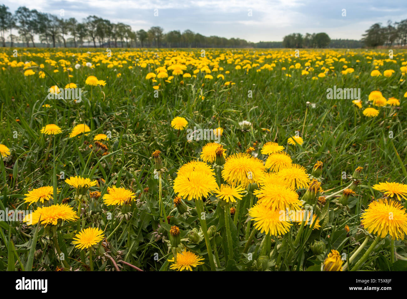 Dandelions blooming in farmland Stock Photo