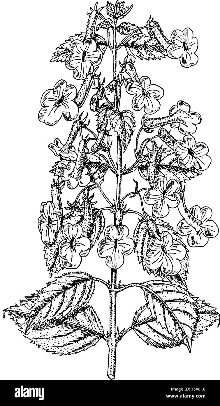 The image of Achimenes Grandiflora. The Achimenes grandiflora flowers are very large and leaves are mostly large and rusty below, vintage line drawing Stock Vector