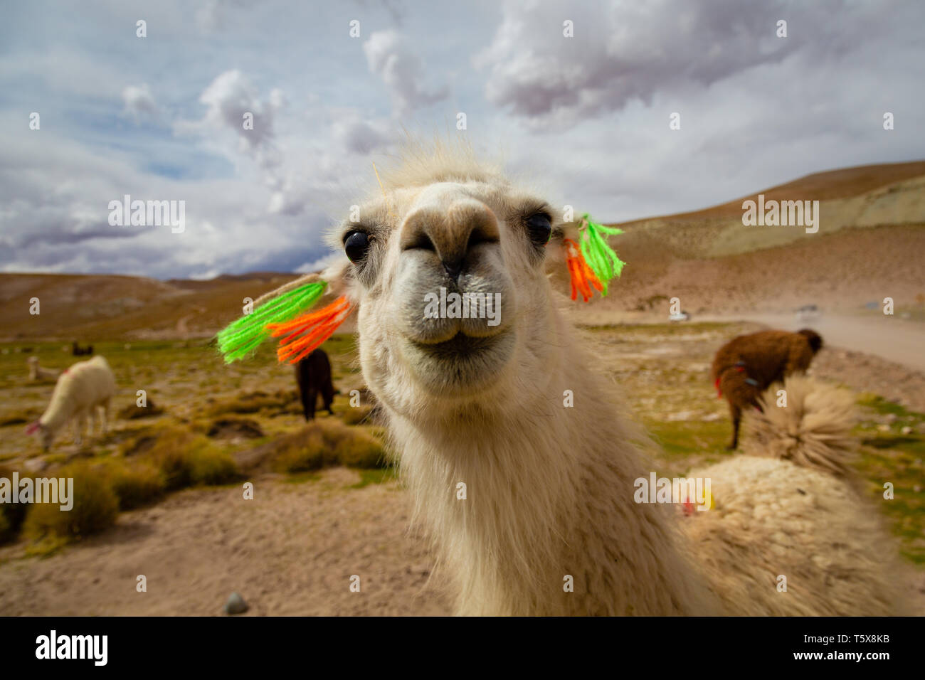 Closeup Of A Curious Llama Lama Glama A High Altitude Domestic 