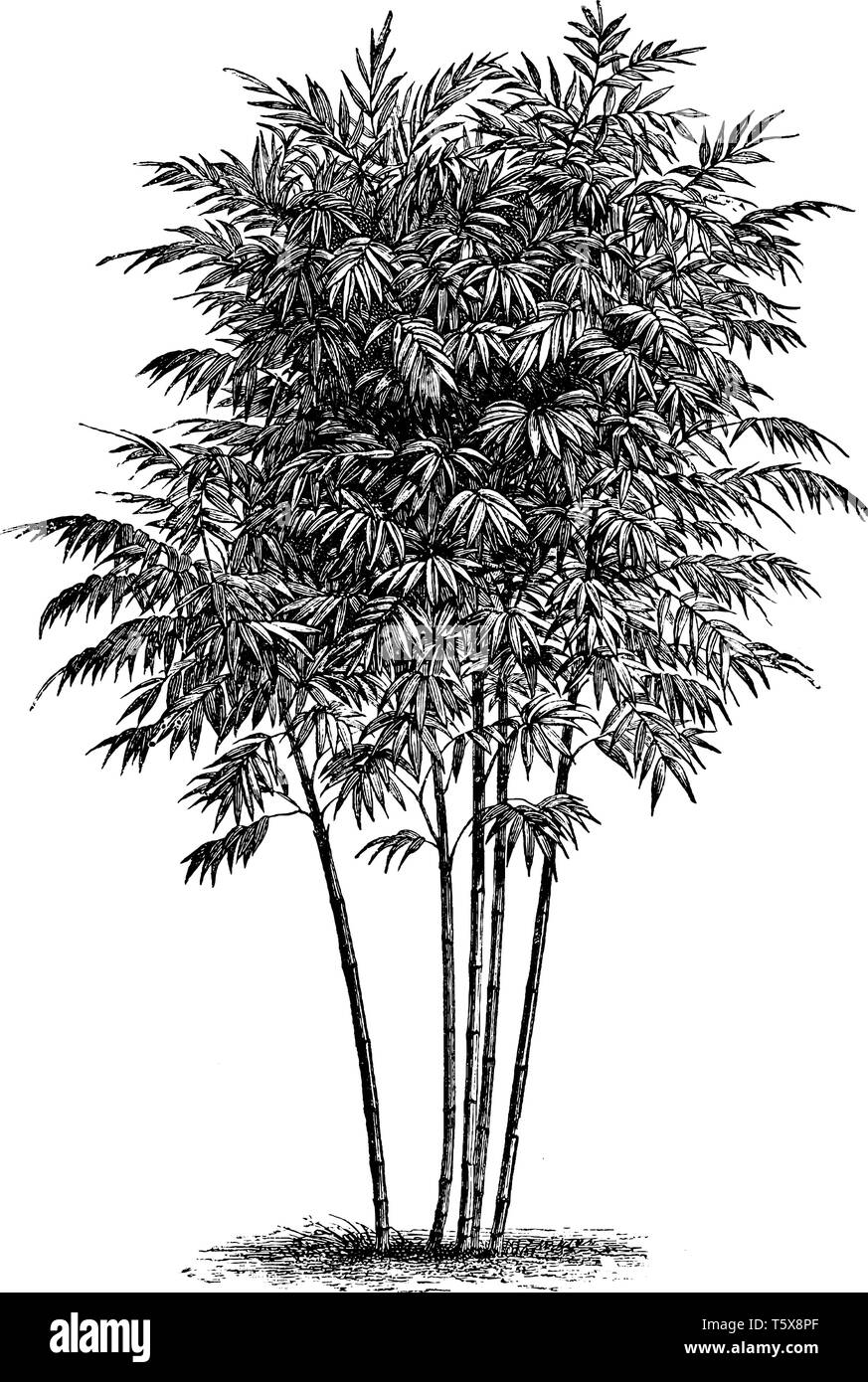 A bambusa arundinacea growing straight and long, they have more branch and stem. Branches spread out from base, blunt leaves are grown on the branches Stock Vector