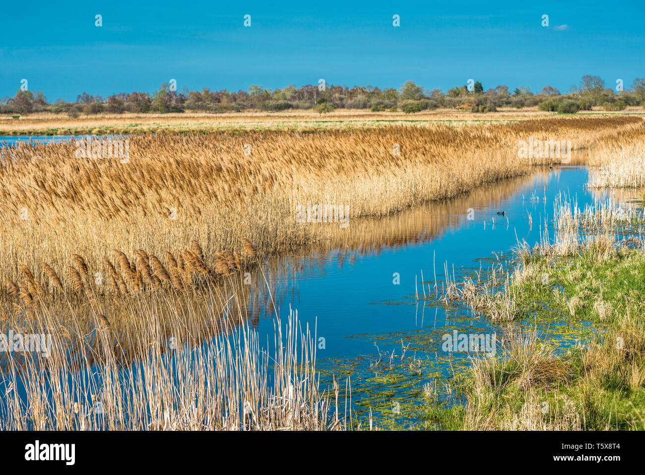 The warm evening sun hits reed beds at Wicken Fen Nature Reserve in Cambridgeshire, East Anglia, England, UK. Stock Photo