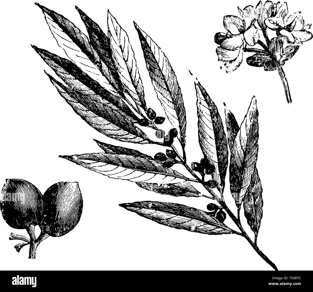A picture showing the parts of Fruiting Twig, Inflorescence, and Fruit's Lauras Noble Plant, vintage line drawing or engraving illustration. Stock Vector