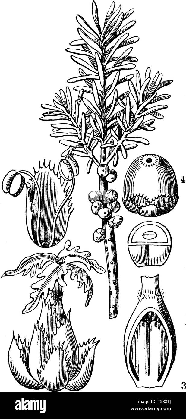 A picture, that's showing a parts of Florida rosemary plant. This image shows a fruit, leaves, ovary, and seed, vintage line drawing or engraving illu Stock Vector