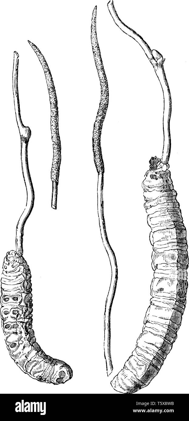 Cordycep Fungus is a two-part. One is the stoma that is thin and second ...