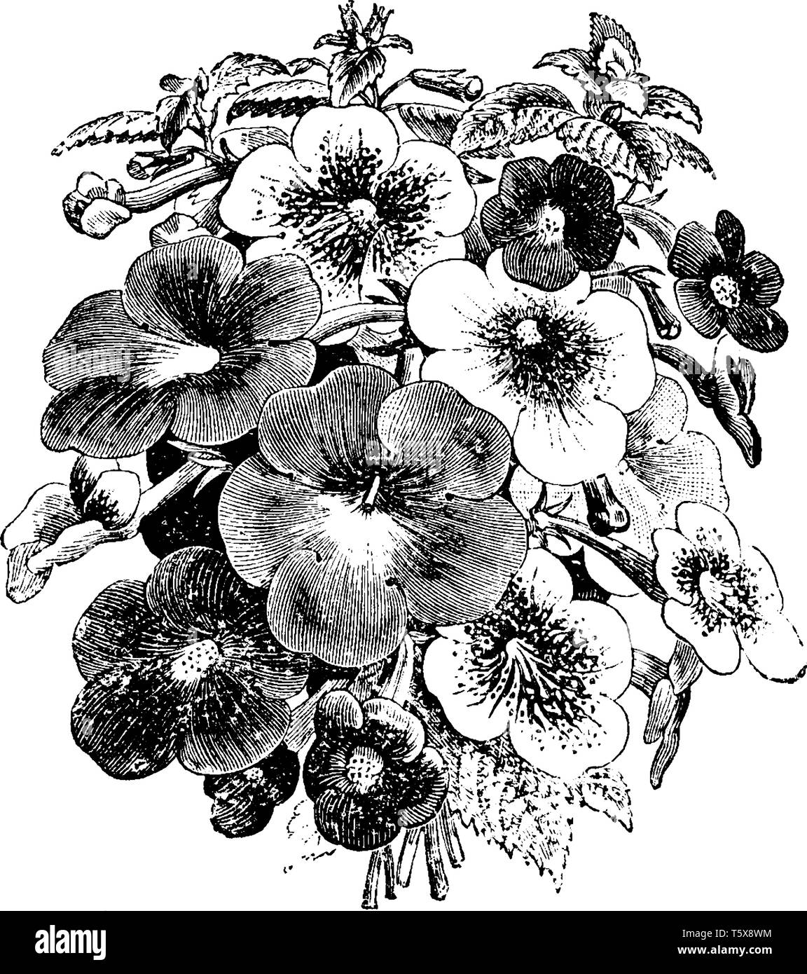 This is a image of Bouquet of Various Achimenes. The flowers come in various colors white, red, and purple, vintage line drawing or engraving illustra Stock Vector