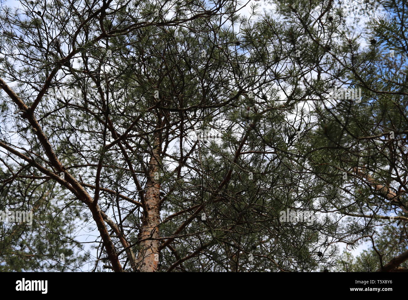 Cloudy sky view from below through a dense pine tree. Stock Photo