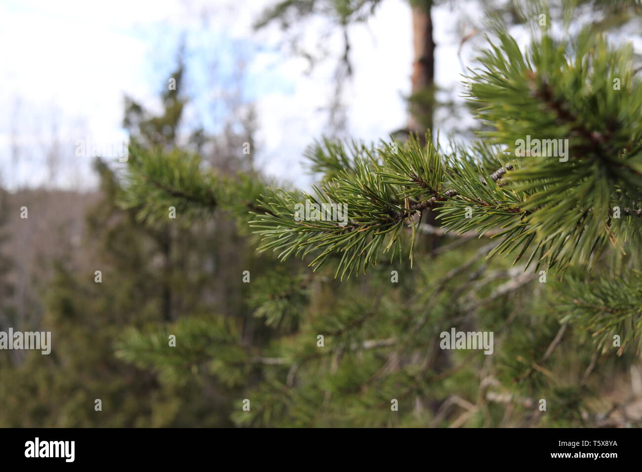 A close-up of a pine branch with a pine and spruce forest and a blue sky background. Stock Photo
