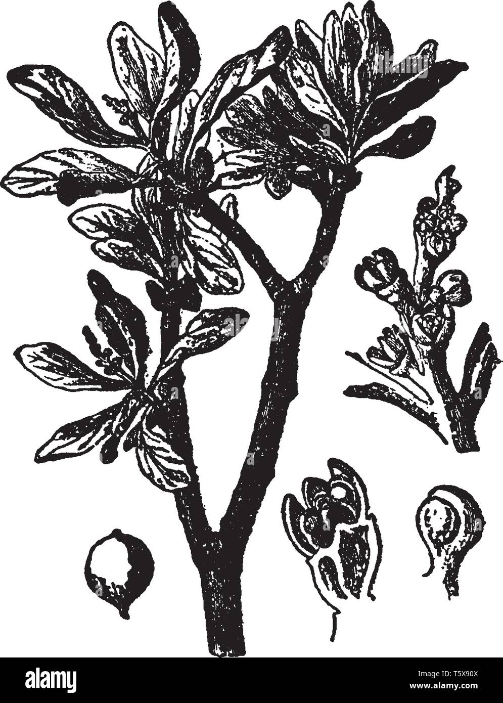 This is the branch of Loranthus Europaes. It is a genus of parasitic plant, vintage line drawing or engraving illustration. Stock Vector