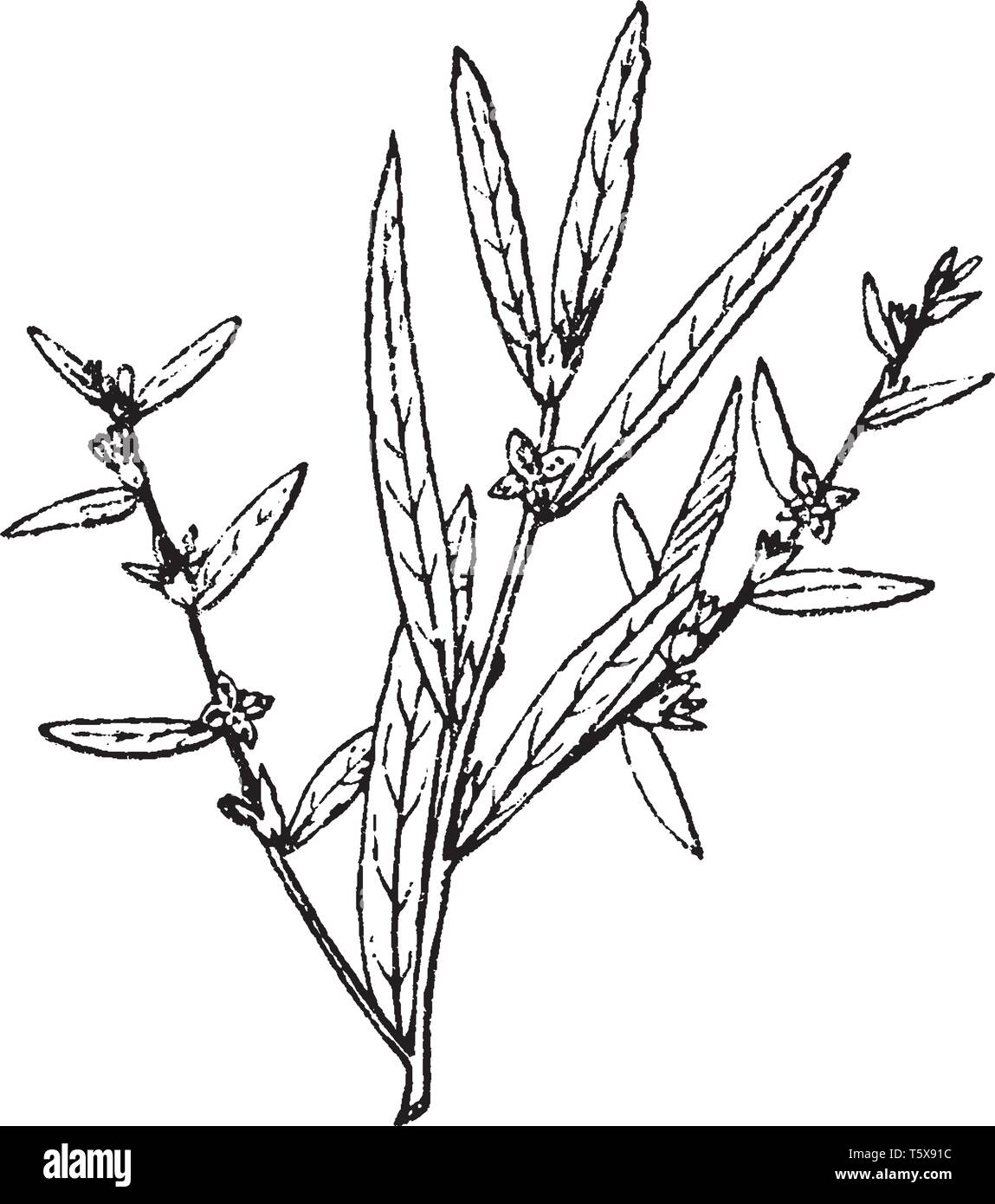 Ludwigia Is A Species Of Aquatic Plants It Has Very Colorful Red Green Leaves It Grows Fast Vintage Line Drawing Or Engraving Illustration Stock Vector Image Art Alamy Ludwigia Is A Species Of Aquatic Plants It Has Very Colorful Red Green Leaves It Grows Fast Vintage Line Drawing Or Engraving Illustration Stock Vector Image Art Alamy