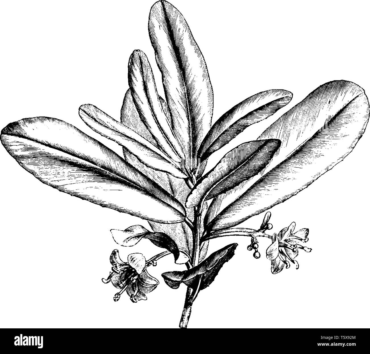 The Brexia Madagascariensis is green shrub. Lanceolate leaves alternately arranged on stem end. Individual flowers growing on common long stem, vintag Stock Vector